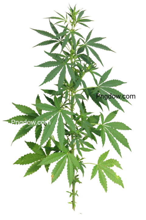Discover Free Transparent Cannabis PNG Images for Unlimited Creative Use