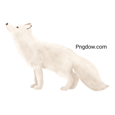 White Arctic Fox transparent background