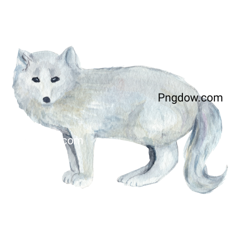Watercolor arctic fox Png background