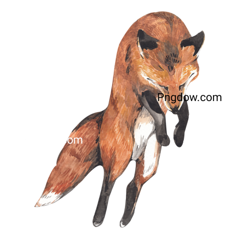 Fox animal watercolor illustration Png free