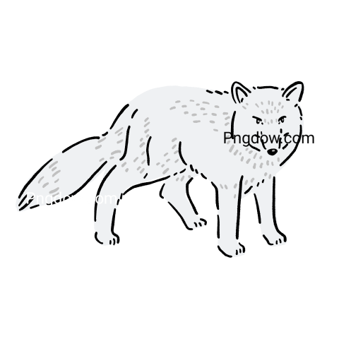 Arctic fox Hand drawn illustration