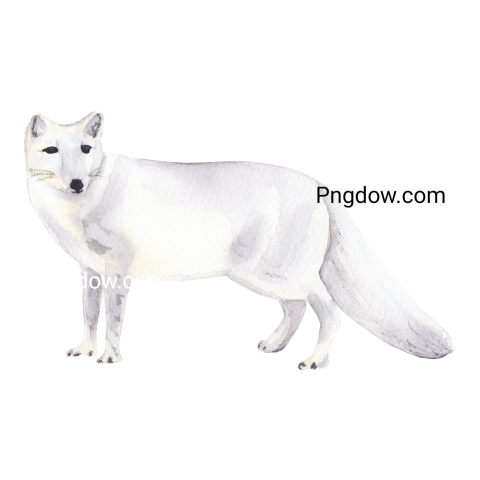 Watercolor arctic fox  Animal illustration