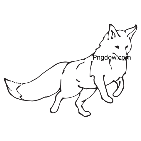 Fox transparent background for Free Download
