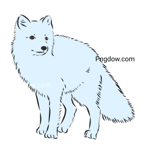 Arctic Fox Animal Vector Sketch Png for Free
