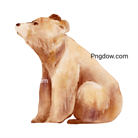 Bear Png Transparent Background, for Free Vector, (1)
