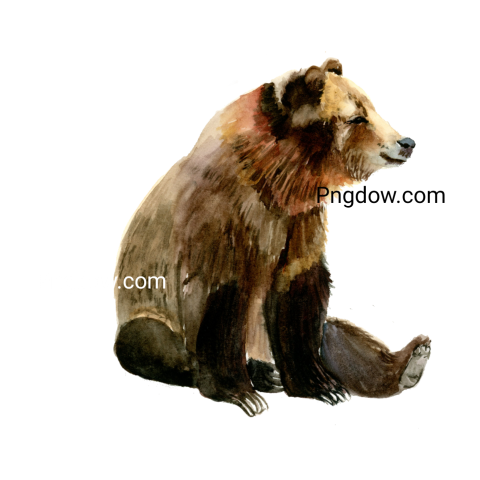 Bear Png Transparent Background, for Free Vector, (9)