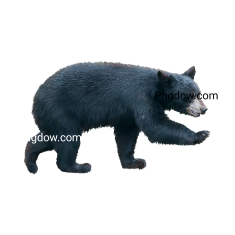 Bear Png Transparent Background, for Free Vector, (11)