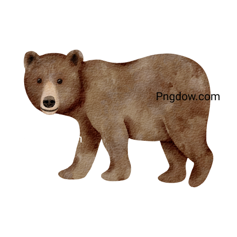 Bear Png Transparent Background, for Free Vector, (25)