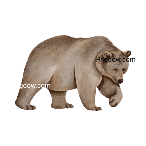 Bear Png Transparent Background, for Free Vector, (22)