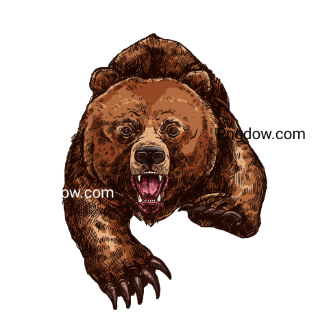 Bear Png Transparent Background, for Free Vector, (40)