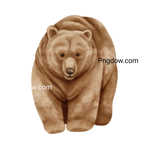 Bear Png Transparent Background, for Free Vector, (44)