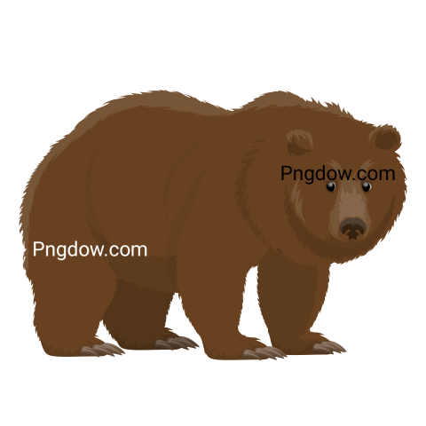 Bear Png Transparent Background, for Free Vector, (72)