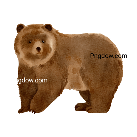 Bear Png Transparent Background, for Free Vector, (71)