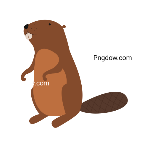 Beaver Png Transparent Background, for Free Vector, (56)