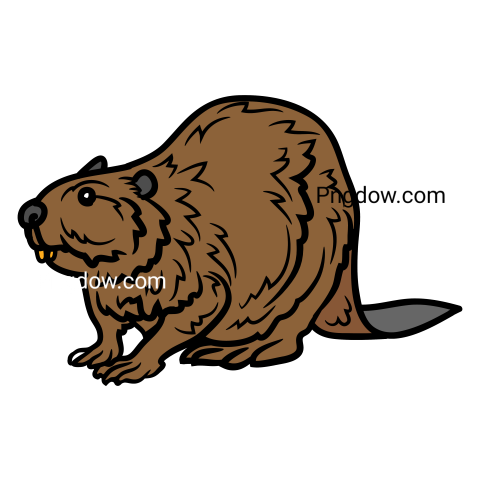 Beaver Png Transparent Background, for Free Vector, (49)