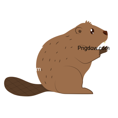 Beaver Png Transparent Background, for Free Vector, (40)