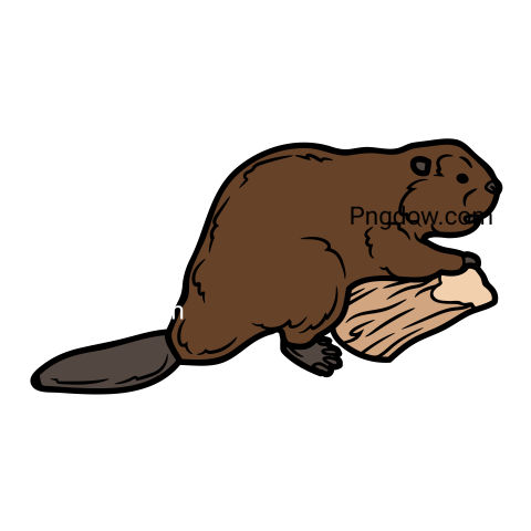 Beaver Png Transparent Background, for Free Vector, (63)