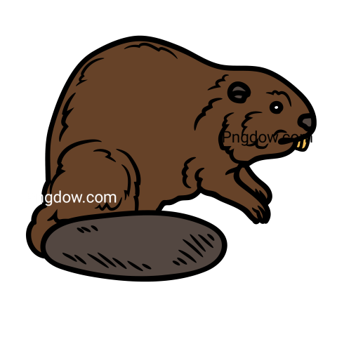Beaver Png Transparent Background, for Free Vector, (32)