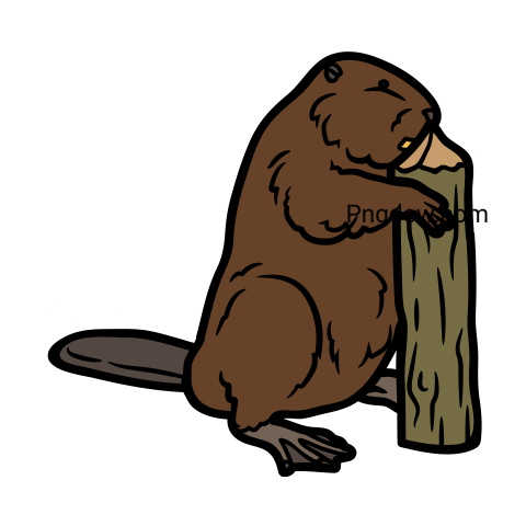 Beaver Png Transparent Background, for Free Vector, (38)