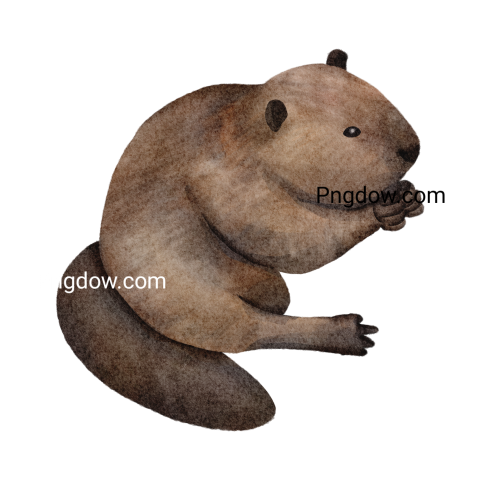 Beaver Png Transparent Background, for Free Vector, (66)