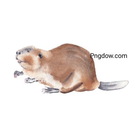 Beaver Png Transparent Background, for Free Vector, (22)