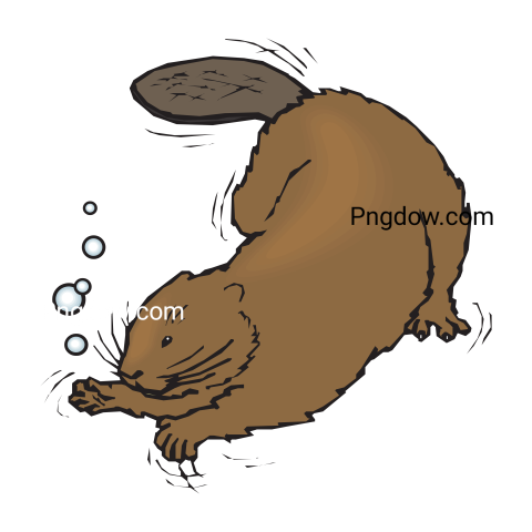 Beaver Png Transparent Background, for Free Vector, (18)