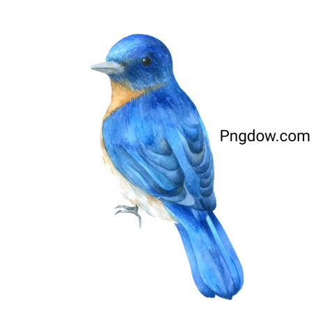 Birds Png image with transparent background for free, Birds, (87)