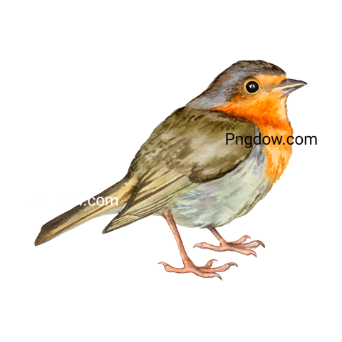 Birds Png image with transparent background for free, Birds, (63)