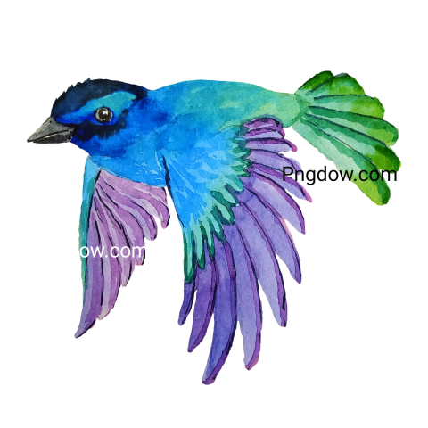 Birds Png image with transparent background for free, Birds, (69)