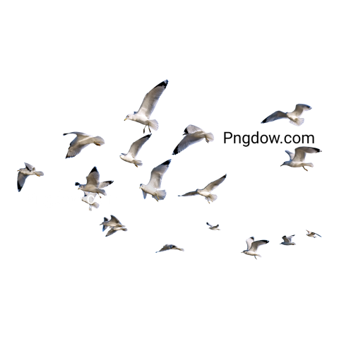 Birds Png image with transparent background for free, Birds, (37)