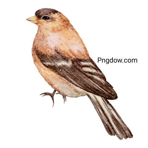 Birds Png image with transparent background for free, Birds, (26)