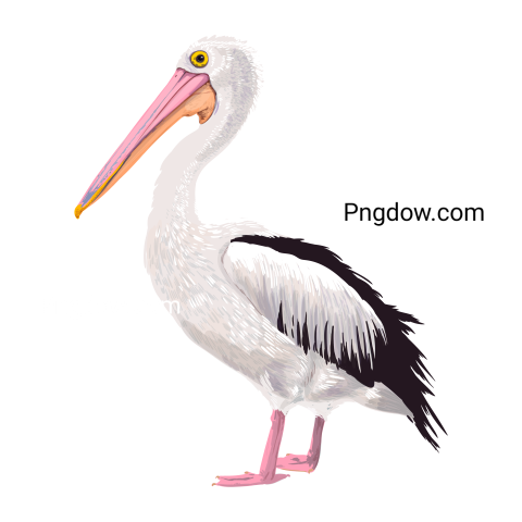 Birds Png image with transparent background for free, Birds, (43)