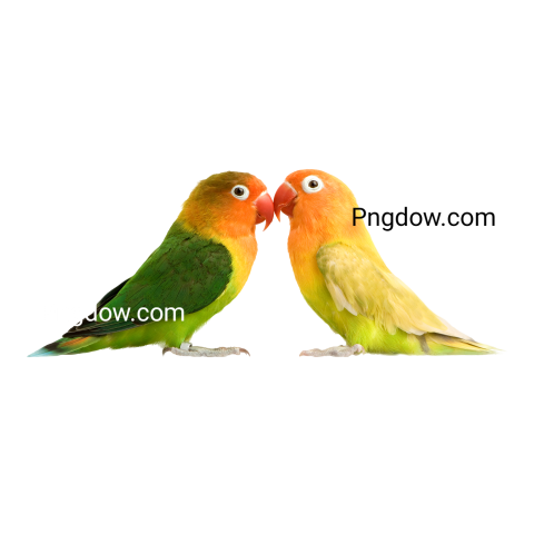 Birds Png image with transparent background for free, Birds, (8)