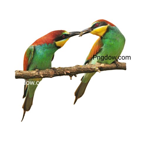 Birds Png image with transparent background for free, Birds, (16)