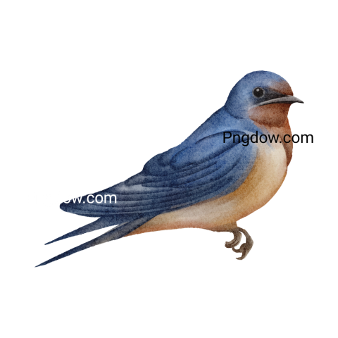 Birds Png image with transparent background for free, Birds, (11)