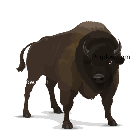 Bison Png image with transparent background for free, Bison, (52)