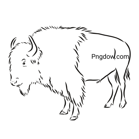 Bison Png image with transparent background for free, Bison, (49)