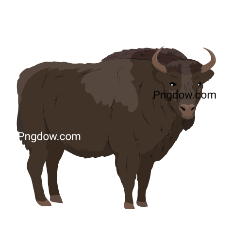 Bison Png image with transparent background for free, Bison, (19)