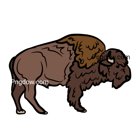 Bison Png image with transparent background for free, Bison, (20)