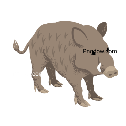 Boar Png image with transparent background for free, Boar, (1)