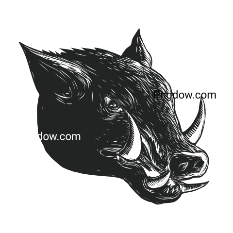 Boar Png image with transparent background for free, Boar, (7)