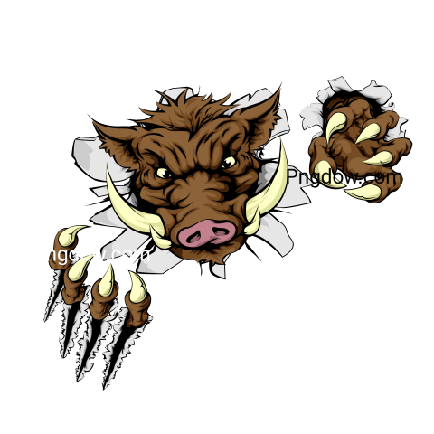 Boar Png image with transparent background for free, Boar, (29)
