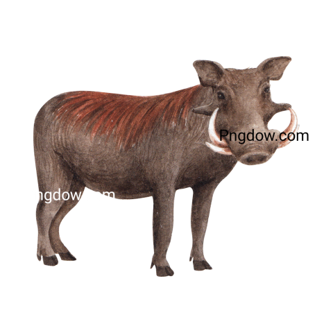 Boar Png image with transparent background for free, Boar, (15)
