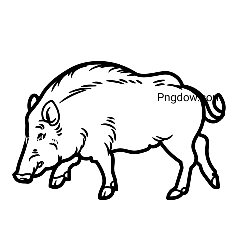 Boar Png image with transparent background for free, Boar, (50)