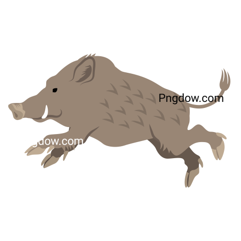 Boar Png image with transparent background for free, Boar, (38)