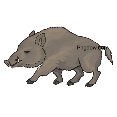 Boar Png image with transparent background for free, Boar, (31)