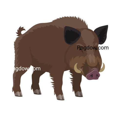 Boar Png image with transparent background for free, Boar, (49)