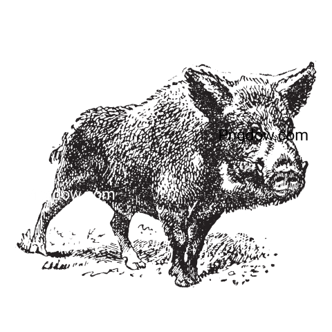 Boar Png image with transparent background for free, Boar, (30)
