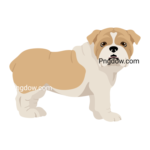 Bulldog Png image with transparent background for free, Bulldog, (84)