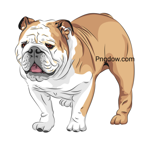 Bulldog Png image with transparent background for free, Bulldog, (92)